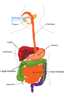 internal structure of digestive system
